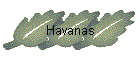 Havanas